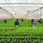 Tuyển 10 nữ trồng rau tại Nhật Bản tháng 3/2016