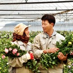 Tuyển 15 nữ đi xuất khẩu lao động Nhật Bản trồng hoa