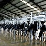 Tuyển 30 lao động chế biến sữa bò tại Hyogo – Nhật Bản