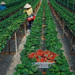 Tuyển gấp 13 nữ lao động trồng dâu tại Tochigi – Nhật Bản