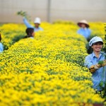 Tuyển 20 nữ trồng hoa trong nhà kính tại Kanagawa – Nhật Bản