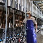 Tuyển 45 lao động xuất khẩu chăn nuôi bò sữa tại Nhật Bản