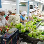 Tuyển gấp 4 nữ đóng gói thực phẩm đi XKLĐ Đài Loan