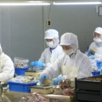 Đi xuất khẩu lao động đóng gói nấm tại Nhật Bản Lương 28 triệu