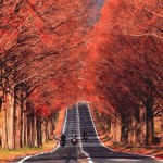 Top những con đường đẹp nhất của Nhật Bản với nhiều cảnh mê hồn