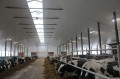 tuyển nam nữ chăn nuôi bò sữa tại nhật bản