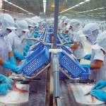 Tuyển thực tập sinh nữ chế biến thủy sản tại Nhật Bản