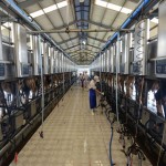 Tuyển thực tập sinh chăn nuôi bò sữa tại Nhật Bản