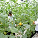Đơn hàng nông nghiệp: Tuyển 10 nữ làm tại Aichi