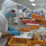 Tuyển gấp 15 lao động nuôi và chế biến sò tại Nhật Bản