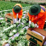 Xuất khẩu lao động Nhật Bản: Làm nông nghiệp hay điện tử ?