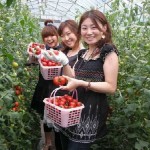 Tuyển 20 nữ trồng cà chua tại Nagasaki, Nhật Bản
