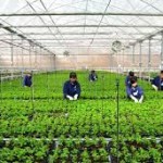 Tuyển 05 nữ xuất khẩu lao động tại Nhật Bản trồng rau màu