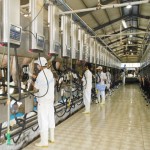 Tuyển 08 lao động xuất khẩu Nhật Bản 2017 làm chăn nuôi bò sữa tại Nagasaki