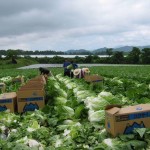 Những lợi ích khi đi đơn hàng nông nghiệp ngắn hạn Nhật Bản