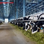 Tuyển 15 nam xuất khẩu lao động chăn nuôi bò sữa tại Nhật Bản