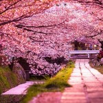Vẻ đẹp của đất nước Nhật Bản đại diện cho tinh thần dân tộc nhật